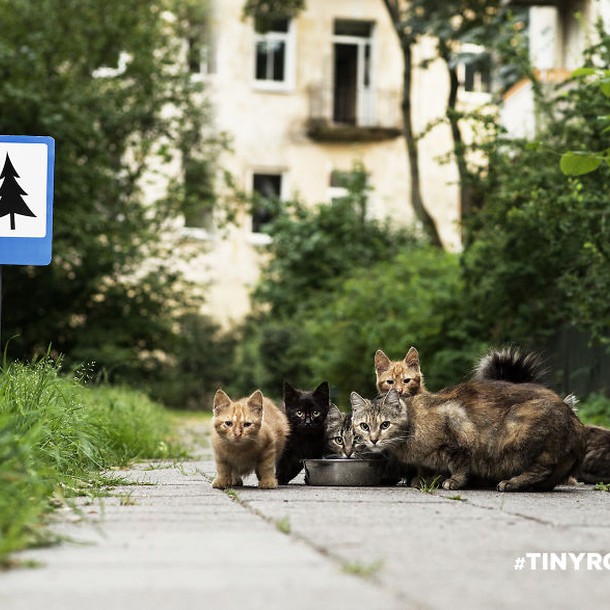 tinyroadsign-road-signs-for-animals2__880