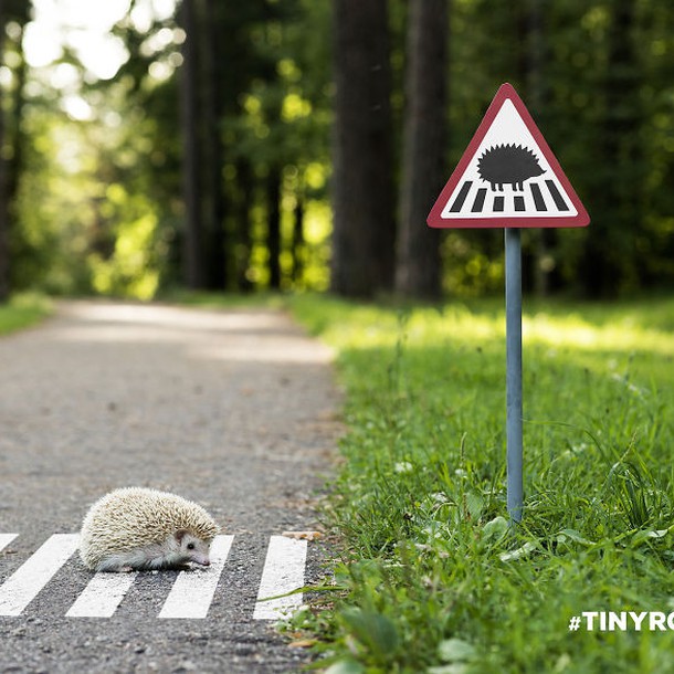 tinyroadsign-road-signs-for-animals__880