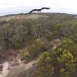 Battle in the Sky. Eagle vs. Drone: Who Do You Think Wins?