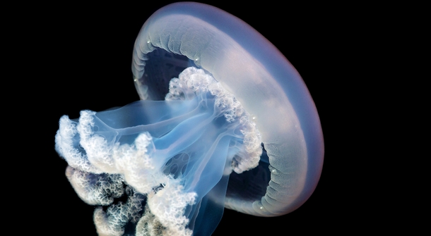 Giant jellyfish bred for the first time