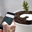 Now you can grow a tree from a loved one