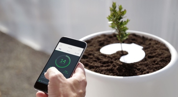Now you can grow a tree from a loved one