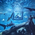 Sleeping with the sharks