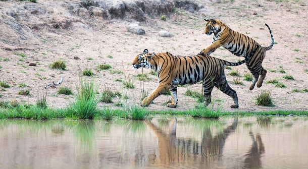 For the first time in 100 years, tiger numbers are growing