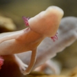 A very rare cave olm hatched in Postojna Cave