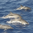 Could new drone technology help save the whale and dolphin populations?