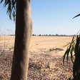 A forestry project in Egypt shows great potential in fighting desertification
