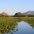Save Skadar Lake, one of Europe's last true wildernesses, from devastating construction