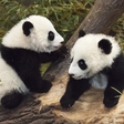 The panda twins are 5 month old