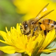 Saving the bees: Cheerios is sending out packs of 500 free wildflower seeds