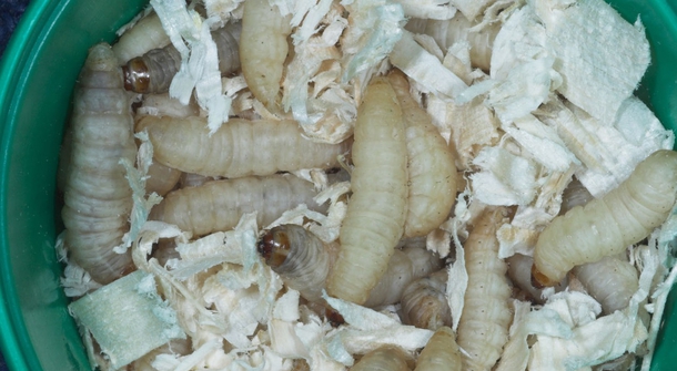 Bio-degradation of plastic made possible by larvae of the wax moth