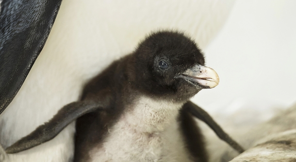 Northern rockhopper penguin babies born!